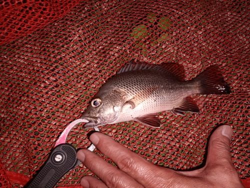 マングローブジャックの釣果