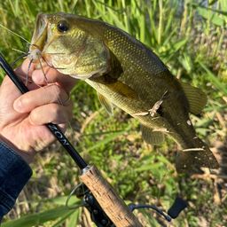 ラージマウスバス