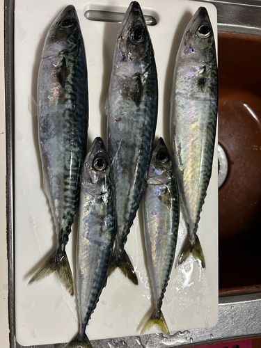 サバの釣果