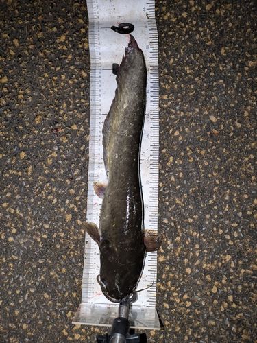 マナマズの釣果