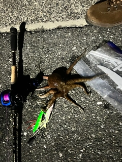マダコの釣果