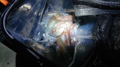 ヒイカの釣果