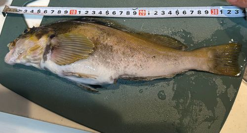 アイナメの釣果