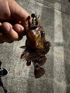 カサゴの釣果
