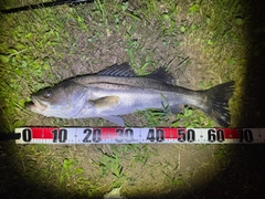 シーバスの釣果