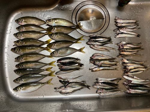アジの釣果