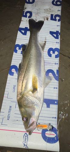 シーバスの釣果