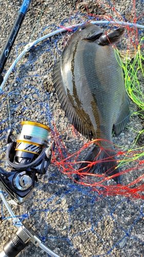 メジナの釣果