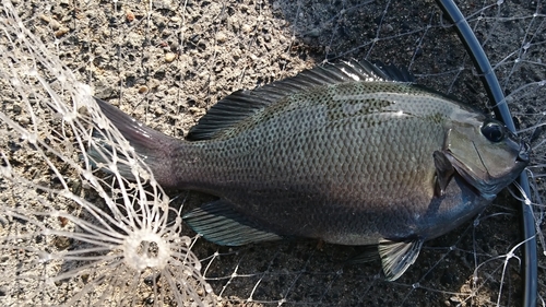 メジナの釣果