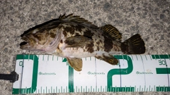 タケノコメバルの釣果