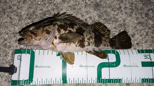 タケノコメバルの釣果