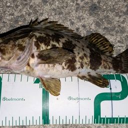 タケノコメバル