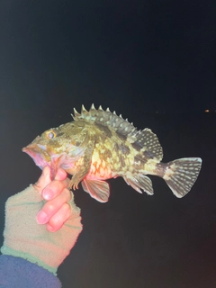 ガシラの釣果