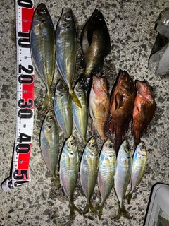アジの釣果