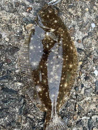 ヒラメの釣果