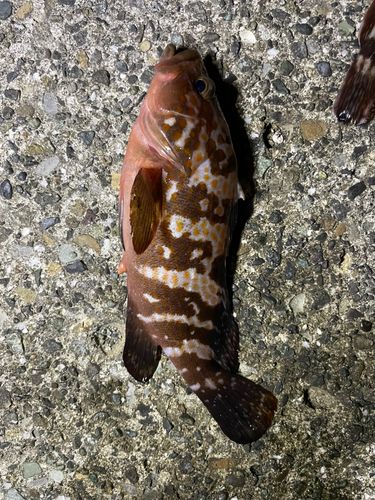 キジハタの釣果