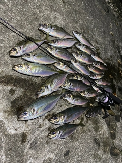 アジの釣果