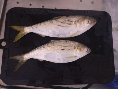 コノシロの釣果