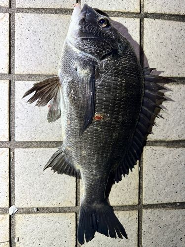 チヌの釣果