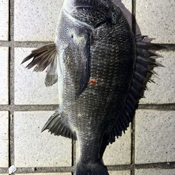 チヌ