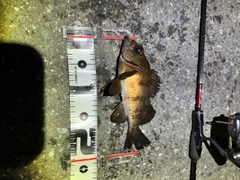 アカメバルの釣果