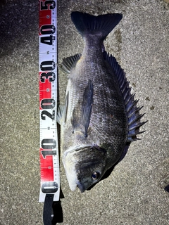 チヌの釣果