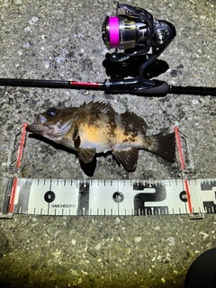 アカメバルの釣果