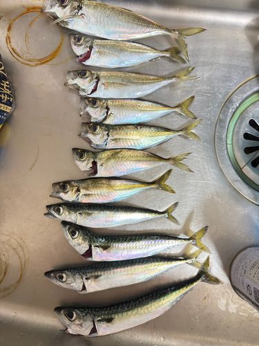 アジの釣果