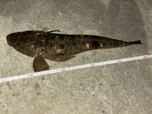 マゴチの釣果