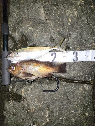 アジの釣果