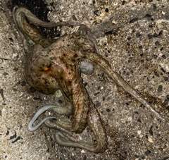 タコの釣果