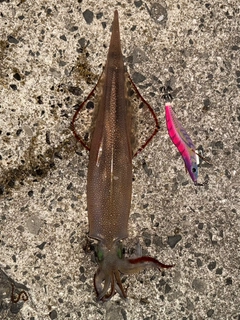 ケンサキイカの釣果