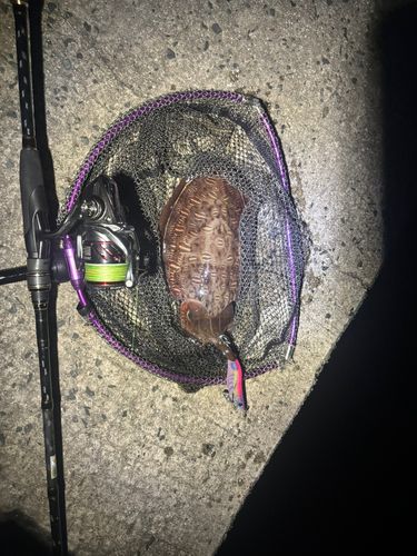 モンゴウイカの釣果