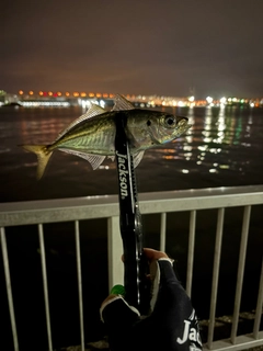 マアジの釣果