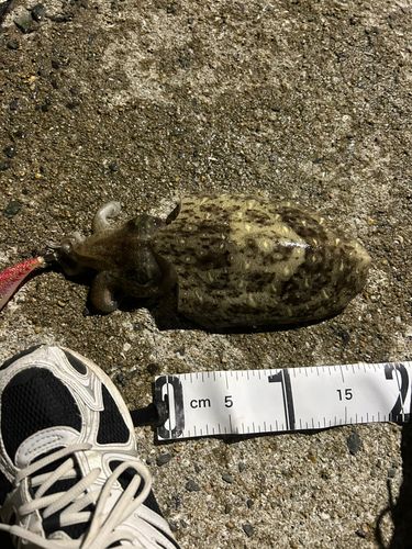 モンゴウイカの釣果