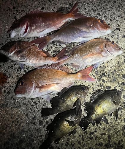 タイの釣果
