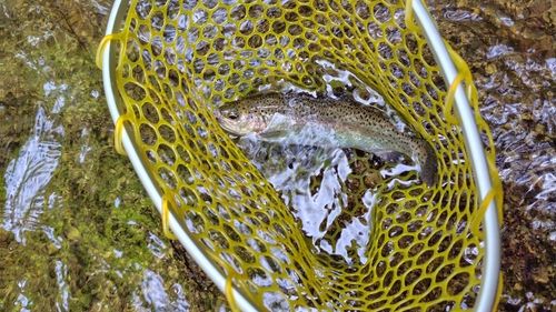 ニジマスの釣果