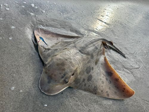 ナルトビエイの釣果