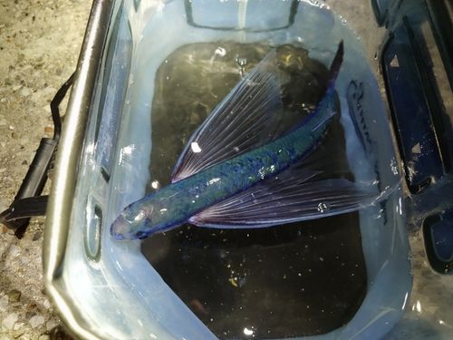 トビウオの釣果