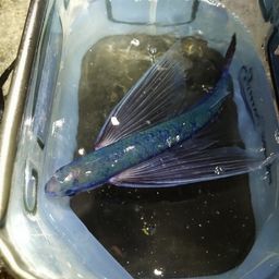 トビウオ