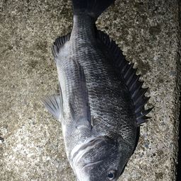 クロダイ