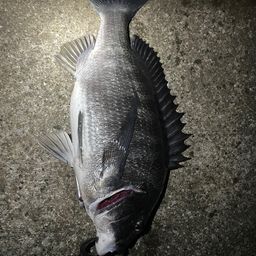 クロダイ