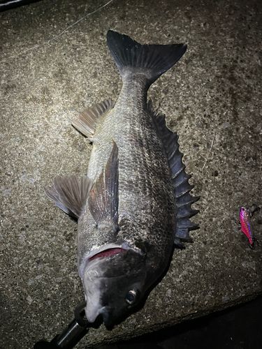 クロダイの釣果