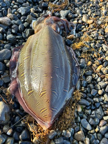 モンゴウイカの釣果