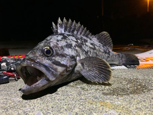 クロソイの釣果