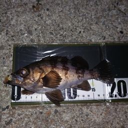 メバル