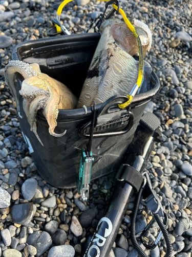 モンゴウイカの釣果