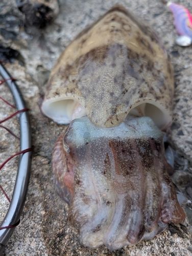 モンゴウイカの釣果
