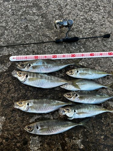 アジの釣果