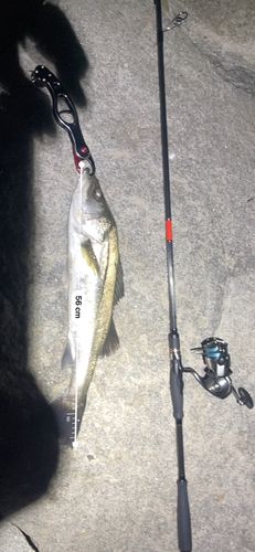 フッコ（マルスズキ）の釣果